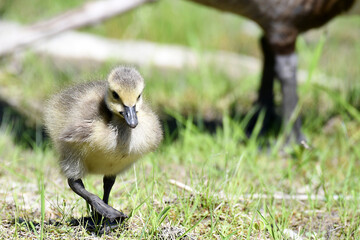 Canada Goose gosling walking in the grass toward the camera