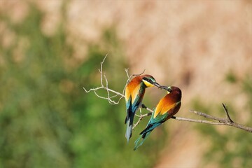Bienenfresser, Brautfütterung