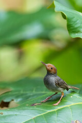 シンガポールの野鳥　アカガオサイホウチョウ