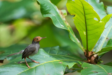 シンガポールの野鳥　アカガオサイホウチョウ