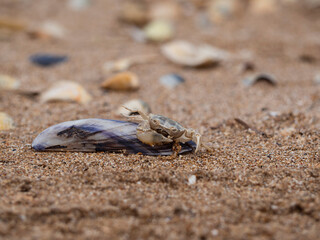On the sea sand there is a shell with a crab on it, a selective focus in the center. Sea background or postcard