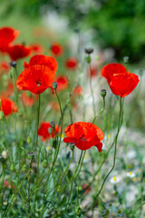 Poppy flowers in a meadow