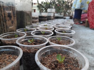 Adenuim plants in bags.