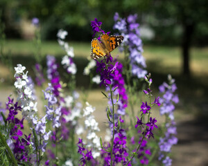 butterfly on flower