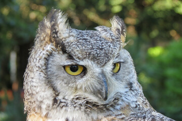 Eurasian eagle-owl bird animal