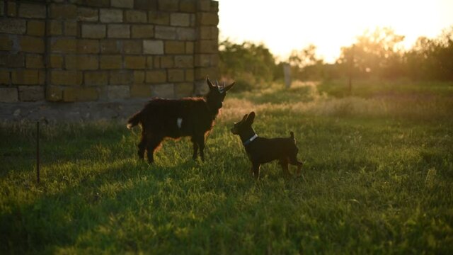 Black small baby goat playing with a dog .Friendship.
