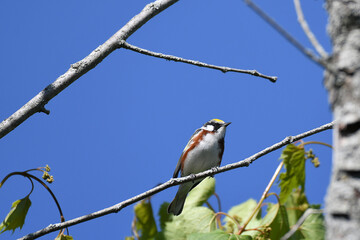 Chesnut-sided Warbler perched on a branch under a clear blue sky