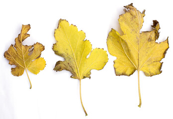 Isolated leaves. Collection of multicolored fallen autumn leaves isolated on white background