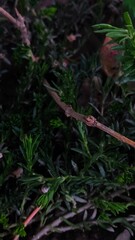  Dark plants 