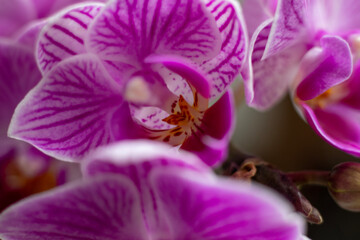 bee on purple flower