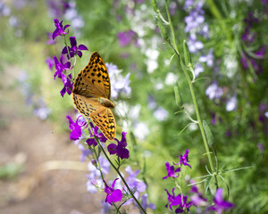 butterfly on a flower