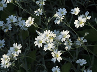 Fototapeta na wymiar Snow-in-Summer Flowers in the Evening Light
