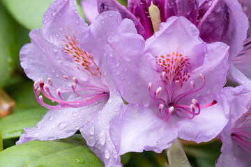 Rhododendron