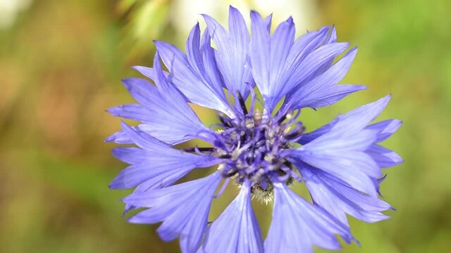 A blue cornflower on the field is swaying in the wind. Macro photography of a flower in a meadow. Nature and flowers.