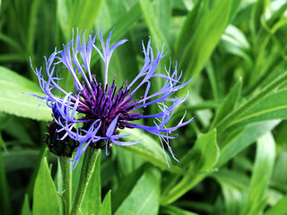Kornblumen