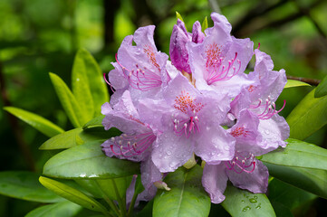 Rhododendron