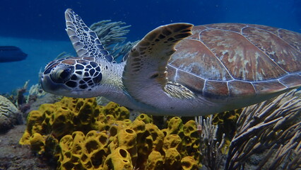 green sea turtle