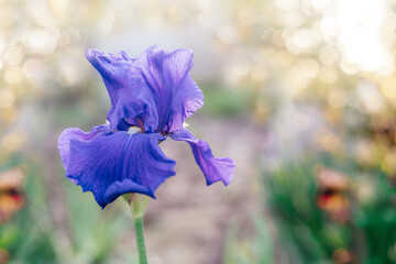 Purple iris flower with bright bokeh summer background