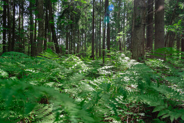 Go green. Green fern tree growing in summer. Fern with green leaves on natural background. Green is the color of spring and hope. Texture backdrop. Wild nature jungles forest.