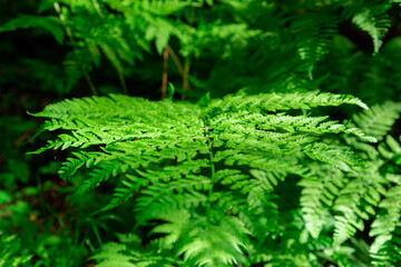 Go green. Green fern tree growing in summer. Fern with green leaves on natural background. Green is the color of spring and hope. Texture backdrop. Wild nature jungles forest.