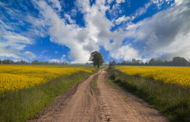 Obraz premium landscape with rapeseed field