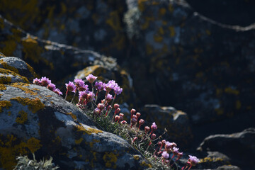 Thrift growing on Arisaig Beach the Scottish Highlands