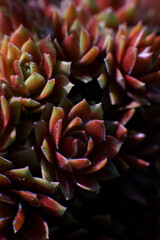 close up of a cactus