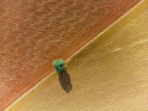 Aerial view of a lonely tree among cereal fields.