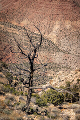 desert tree at Grand Canyon