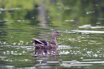 Blue-winged Teal swimming in a marsh