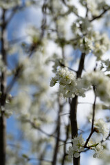 blooming tree