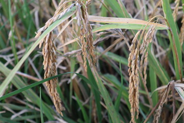 ripe paddy farm on field
