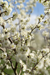 blossom in spring