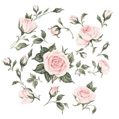 Watercolor illustration of a selection of blooming roses with buds