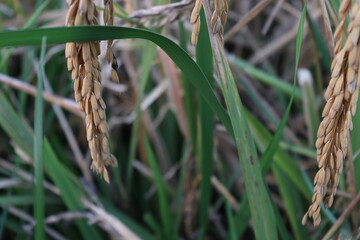 ripe paddy farm on field