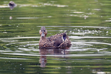 Blue-winged Teal swimming in a marsh