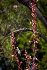 hummingbird in flight