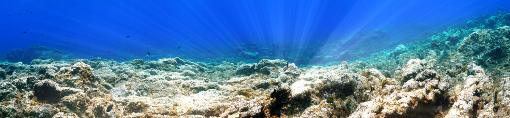 Fototapeta na wymiar Panorama underwater reef