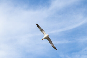 sea gull flying blue sky