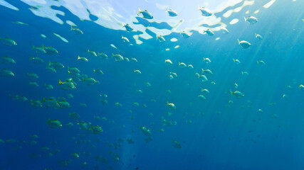 Fototapeta na wymiar Schools of fish in rays of light