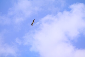eagle flying in the sky a symbol of freedom in America