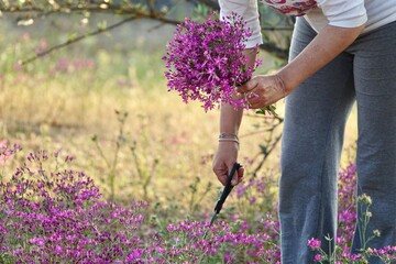 Woman picking purple amargosa wildflowers (Centaurium erythraea) in field