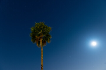 Obraz premium palm tree at night with stars
