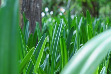Hippeastrum leaves on a garden