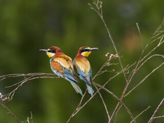 European bee-eater, Merops apiaster, near Xativa, Spain