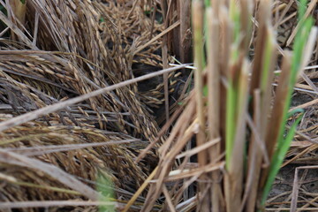 ripe paddy farm on field