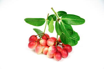 Bengal-Currants, Carandas-plum, Karanda, Carissa carandas L, Is a fruit with high medicinal properties. isolated on white background.	