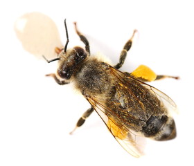 Honeybee with pollen isolated on white background, top view