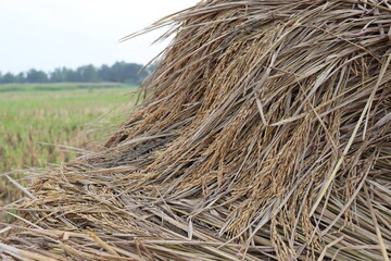ripe paddy farm on field
