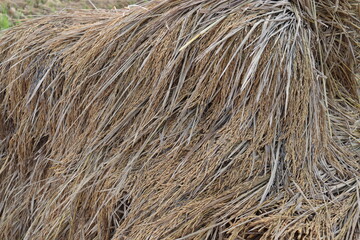 ripe paddy farm on field